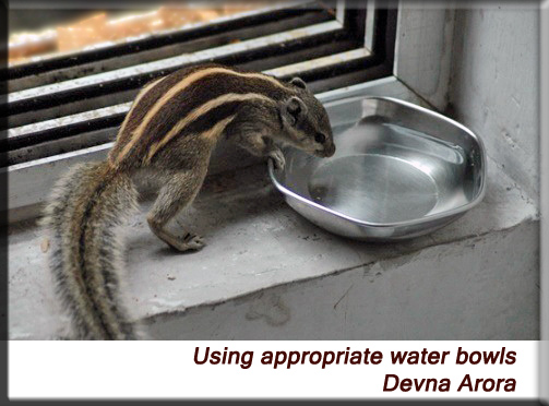 Devna Arora - Water bowl